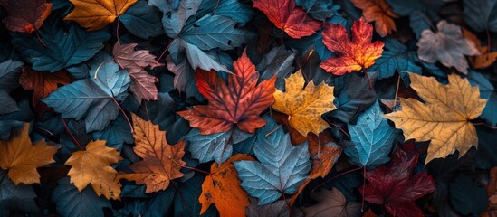 Fallen autumn leaves on ground
