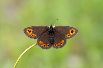 Orman Güzelesmeri » Erebia medusa » Woodland Ringlet