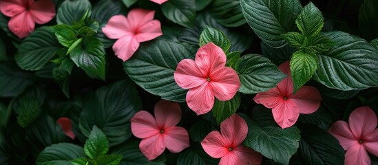 Fototapeta premium Group of pink flowers with green leaves