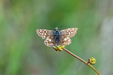  Ebegümeci Zıpzıpı » Pyrgus malvae » Grizzled Skipper