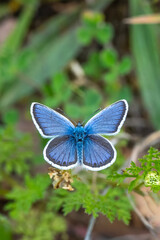 Lycaenidae / Çokgözlü Mavi / Common Blue / Polyommatus icarus	

