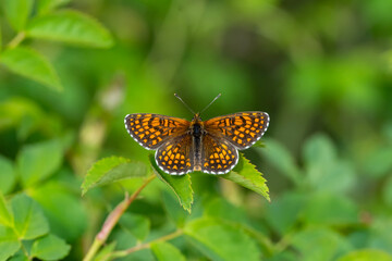 Nymphalidae / İparhan / Glanville Fritillary / Melitaea cinxia