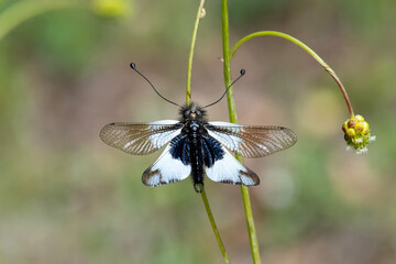 butterfly on a flower