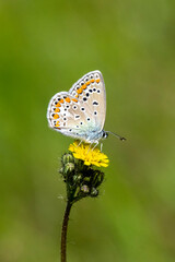 Obraz premium Lycaenidae / Çokgözlü Mavi / Common Blue / Polyommatus icarus