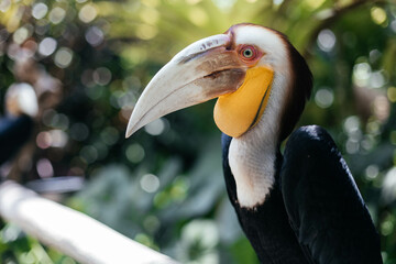 The wreathed hornbill Rhyticeros undulatus, also called bar-pouched wreathed hornbill