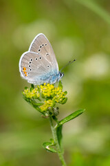 Çokgözlü Güzel Mavi » Polyommatus bellis » Greek Mazarine Blue