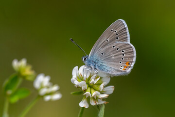 Çokgözlü Güzel Mavi » Polyommatus bellis » Greek Mazarine Blue