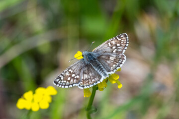 Hesperiidae / Sarı Bantlı Zıpzıp / Yellow-banded Skipper / Pyrgus sidae