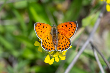 Küçük Ateş » Lycaena thersamon » Lesser Fiery Copper