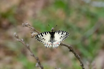 Papilionidae / Orman Fistosu / Eastern Festoon / Zerynthia cerisyi