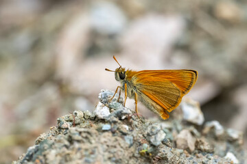 Obraz premium Hesperiidae / Sarı Antenli Zıpzıp / Small Skipper / Thymelicus sylvestris