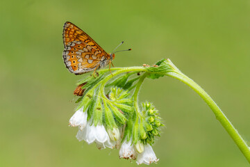  Nazuğum » Euphydryas aurinia » Marsh Fritillary