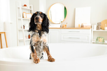 Cute cocker spaniel in bathtub at home