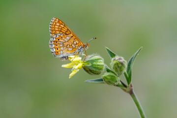  Nazuğum » Euphydryas aurinia » Marsh Fritillary