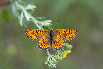  Nazuğum » Euphydryas aurinia » Marsh Fritillary