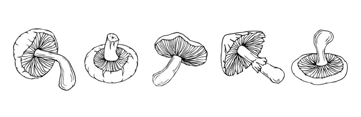 Set of linear sketches,doodles of champignon mushrooms.Vector graphics.