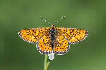  Nazuğum » Euphydryas aurinia » Marsh Fritillary
