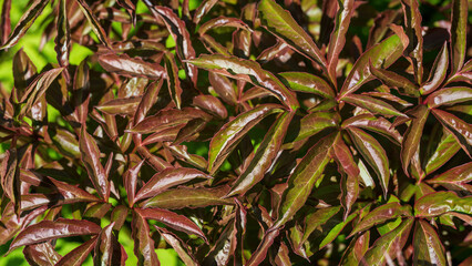 Peony foliage in spring garden, background.