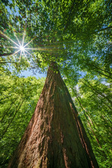 Sun shines through trees in the forest, creating a beautiful natural landscape, Sequoia Trees,...