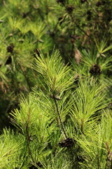pine needles