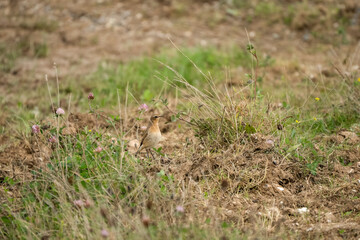 close-up of a Wheatear (Oenanthe oenanthe) searching for food