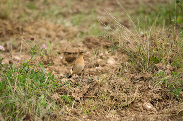 close-up of a Wheatear (Oenanthe oenanthe) searching for food