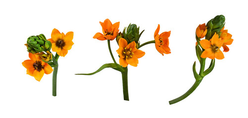 Set of orange ornithogalum flowers and buds isolated on white or transparent background