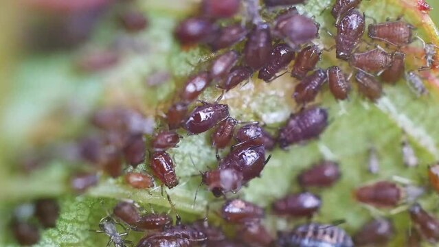 Colony of aphidoidea scavenging on garden plants