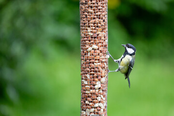 Great tit (Parus major) feeding on peanuts from a garden bird feeder in May. Yorkshire, UK in Spring