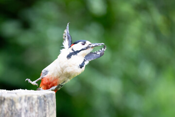 Male Great Spotted Woodpecker (Dendrocopos major) taking off from a log. UK