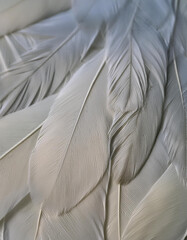 background texture white feathers
