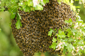 Essaim d'abeille en liberté, après une division de la colonie