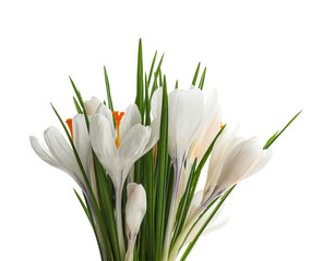 Beautiful crocus flowers on white background