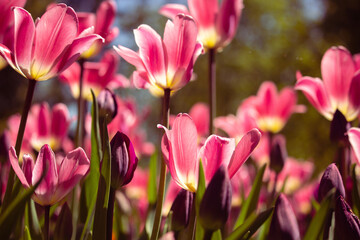 Obraz premium Bright colorful tulips close up.