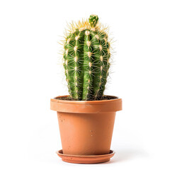 Small Cactus in Pot Isolated on White Background, Generative AI Illustration