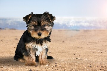 Cute dog having fun in summer on the beach.