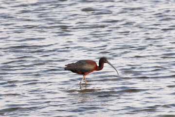 Morito común (Plegadis falcinellus) buscando alimento en campo de arroz inundado, delta del Ebro, España