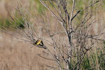 Lavandera boyera (Motacilla flava) posada sobre pequeño arbol sin hojas en el parque natural delta...