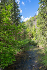 la Valserine, rivière sauvage