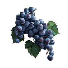 Fototapeta premium A vibrant bunch of purple grapes with dewdrops, hanging from a lush green vine, capturing the essence of fresh, ripe fruit ready for harvest in a sunlit vineyard.