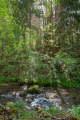 Obraz premium la Valserine, rivière sauvage