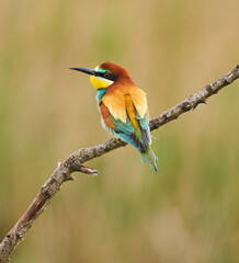 Bee-eater bird perched