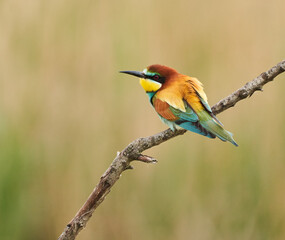 Bee-eater bird perched