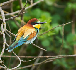 Bee-eater bird perched