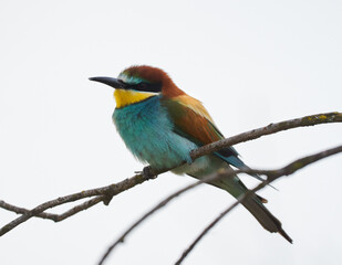 Bee-eater bird perched