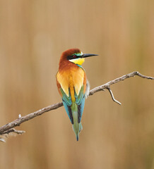 Bee-eater bird perched