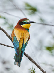 Bee-eater bird perched