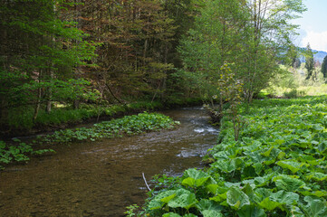 la Valserine, rivière sauvage