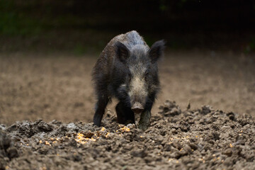 Juvenile wild hog in the forest