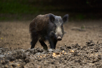 Juvenile wild hog in the forest